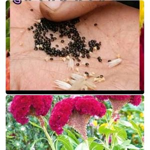 4 Plant 1 Seed