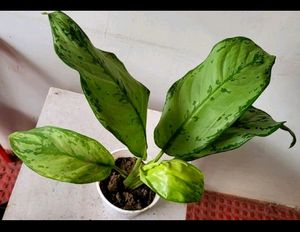 Pack 2 Evergreen Plant