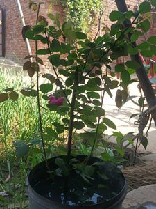Rose plant