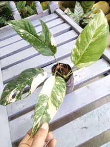 Variegated Combo