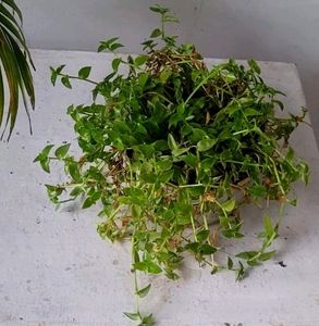 Turtle Vine Plant &amp; Pot