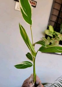 Never ..Plant 🌵 2. Ek Hi Bag Me