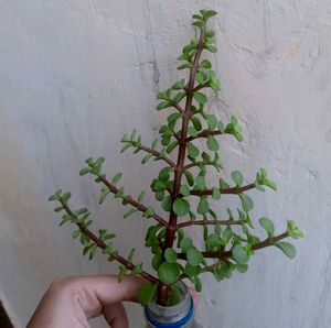 Jade Plant Air Purifier