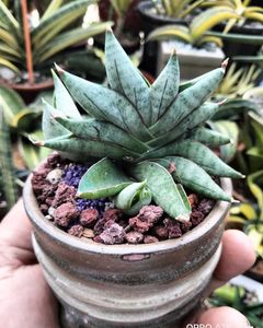 offer sansevieria nilin
