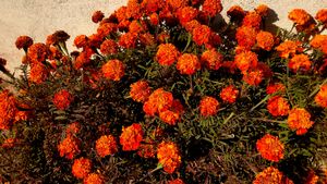 Flower Marigold Red And Orange Colour ( Seeds )