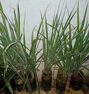 Philodendron @ Low Price