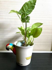 COMBO 2 Kinds Of Plants