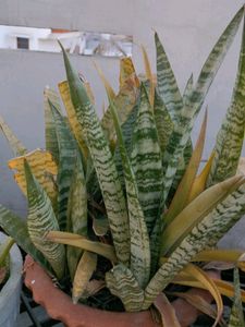 green snake plant with roots