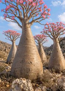 Unique Adenium Plant