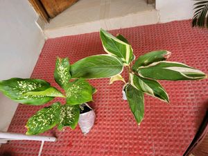 Pack 2🪴Dieffenbachia Seguine,&amp; Nevernever.Plant