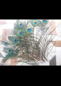 Elegant Peacock Feather Decor(8)
