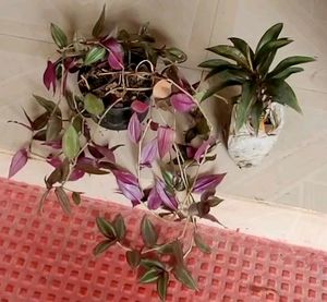 Set 2 Zebronics & Syngonium Plant