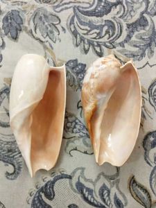 2 Natural melo  Seashell