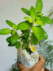Pack 2 Tulsi &amp; Purple Heart ❤️ Plants