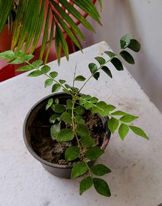 Curry Leaf 🍃 Plant 🪴&amp;pot