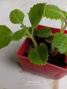 Healthy Live Ajwain Plant