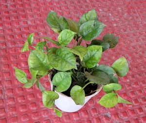 Ever Green Money Plant &amp; pot