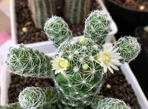 Rare And Expensive Cactus Plant