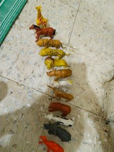 Animals
