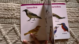 Birds Illustrated Board Book