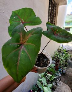 caladium Biclor Plant 🪴 & Pot