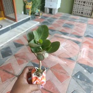 Kalanchoe