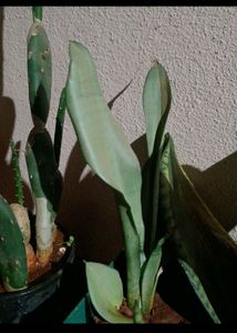 Plants For Nilay64