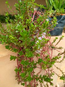 10 "0  Clock Plant