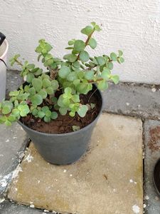 Jed plant ☘️☘️