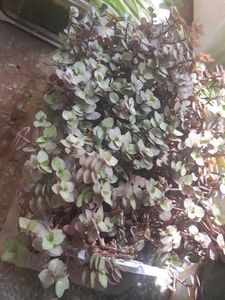 Real Rooted Purple Green Trailing Potted Plant
