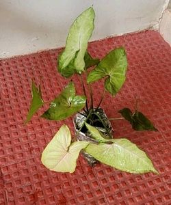 कॅलेडियम बिक्लोर प्लांट &amp; Arrowhead Plant 🌵&amp; Pot