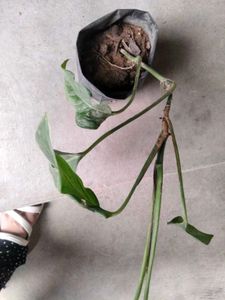 Assorted Potted Plants Bundle