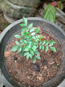 Curry Leaf Plant
