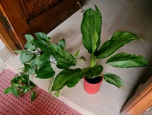 Set 2 Money & Dieffenbachla Segulne Plants
