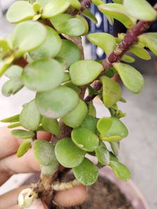 1Jade & Leaf Plant
