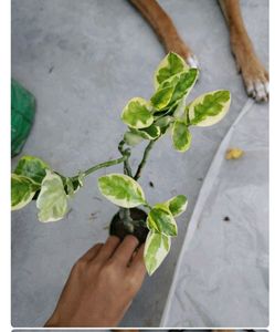 Plant