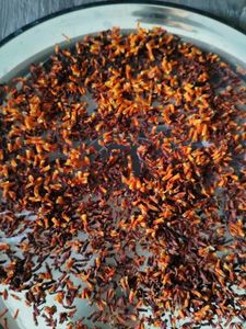 harshingar flower dried