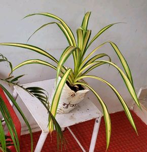 Pandanus veitchii Plant 🪴