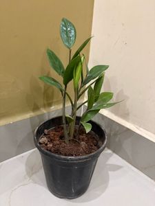 ZZ Plant in Black Pot