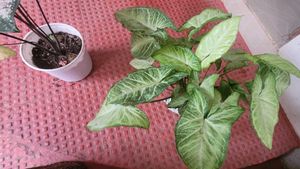 CosaCentrum Dieffenbachia &amp; Arrowhead plant 🪴