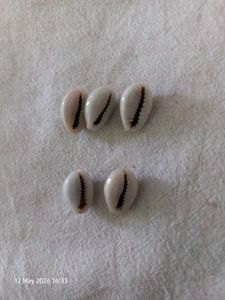 Natural Cowrie Shells for Jewelry Making