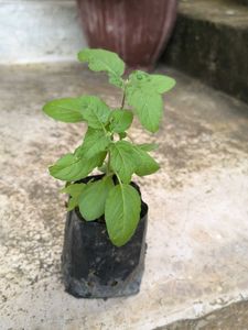 Live Tulsi Plant - Holy Basil