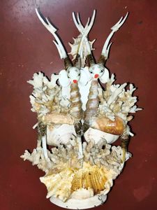 Seashell Figurine