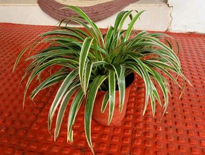 Chlorophytum laxum Plant 🪴&amp; Pot