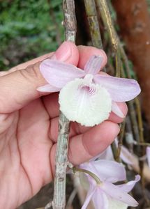 pink orchid plant