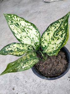 Assorted Houseplants