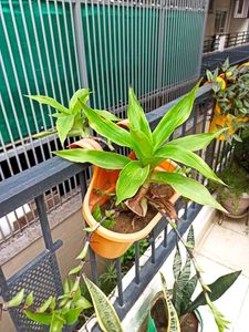Basket Plant Live