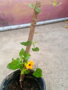 Susan Vine Plant's Available