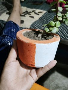 Jade Plant With Pot