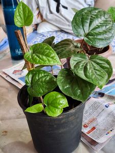 Banarasi Betel Leaves Plant (Large)